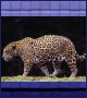 A Jaguar is a Big cat from Amazonia Jungle of Brazil