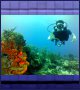Another day in paradise at the coral reef